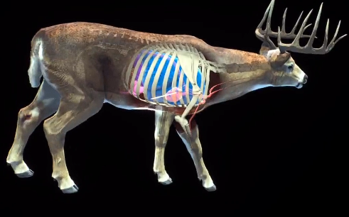 猎人之路白尾鹿位置全解析2