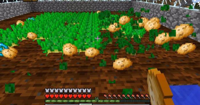 我的世界有哪些农作物2