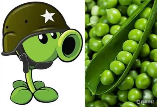 植物大战僵尸中豌豆射手的原型是什么?1